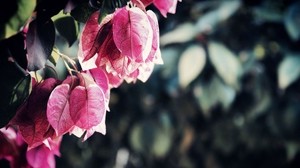 bougainvillea, branch, leaves - wallpapers, picture