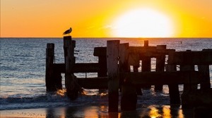 seagull, sea, sunset, horizon, surf