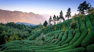 campo de té, cultivo, árboles, taiwán