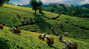 té, plantaciones, campos, trabajadores, cosecha