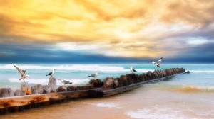seagulls, logs, birds, shore, sea, sky, yellow, blue, beach, horizon - wallpapers, picture