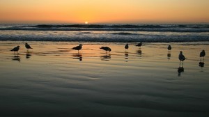 seagulls, evening, sand, wet