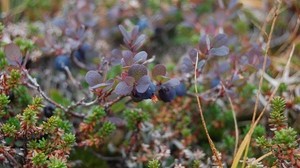 Heidelbeeren, Zweige, Beeren