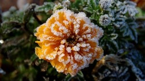 blomma, frost, rimfrost, frost, höst, kallt