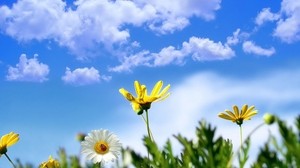 Blume, Himmel, Wolken, Marienkäfer