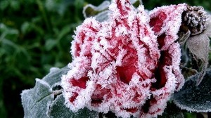 flower, garden, frost, frost, ice, autumn