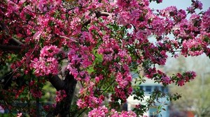 flores, arbol, florecimiento