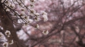 flowers, tree, bloom, spring - wallpapers, picture