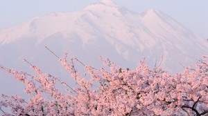 flowers, tree, mountains, peak
