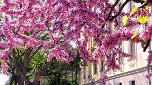 flowers, tree, branches - wallpapers, picture