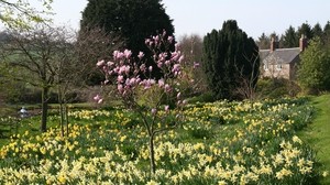 Blumen, Bäume, Garten