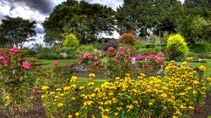 flowers, trees, garden, yellow, roses - wallpapers, picture