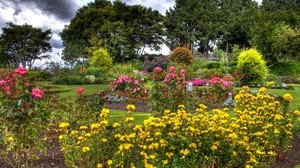 flowers, trees, garden, yellow, roses