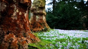 flowers, trees, grass, bark - wallpapers, picture