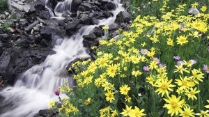 flowers, mountain, river, stones