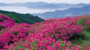 flowers, mountains, distance, nature