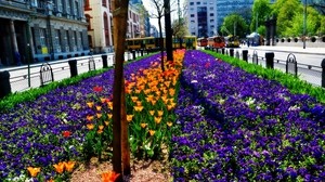 flowers, flowerbed, city
