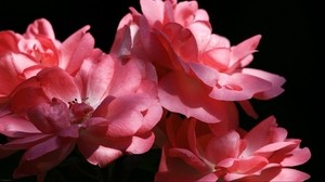 flowers, petals, pink - wallpapers, picture