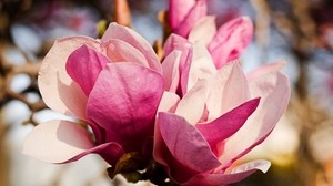 flowers, petals, pink, tenderness - wallpapers, picture