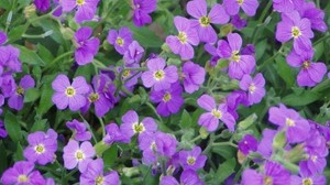 flowers, leaves, flora