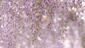 flowers, leaves, plant, lilac - wallpapers, picture