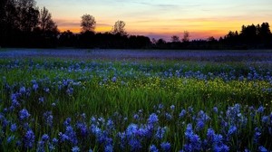 flowers, lawn, greens, trees, sky, sunset, nature - wallpapers, picture