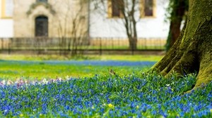 blommor, makro, jord, träd, bagageutrymme