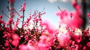 flowers, sky, nature, beautiful, plant - wallpapers, picture