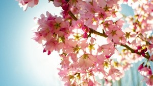 flowers, sky, nature, light, plant, bloom - wallpapers, picture
