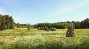 blommor, fält, sommar, åt, himmel, maskrosor, juni