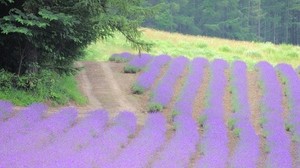 flowers, field, grass, trees