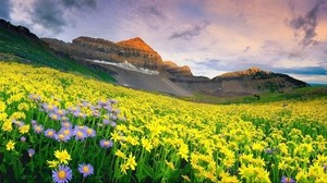 flowers, field, grass, mountains