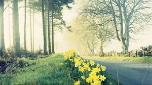 flowers, nature, road