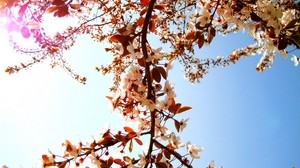 flowers, plant, sky, bloom, tree, spring - wallpapers, picture