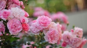 flowers, pink, leaves - wallpapers, picture
