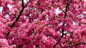 flowers, twigs, branches - wallpapers, picture