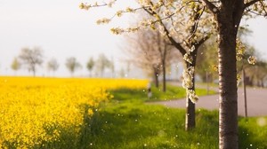 flowers, grass, tree - wallpapers, picture