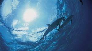 dolphins, bottom, ocean