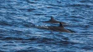 dolphins, sea, waves, ripples - wallpapers, picture