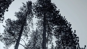 树木，黑白（bw），树枝，雾
