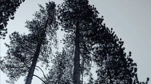 alberi, bianco e nero, rami, nebbia