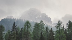 trees, mountains, fog, lake, landscape
