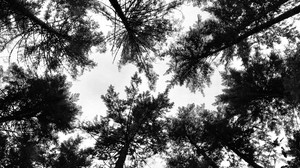 trees, crowns, forest, treetops, black and white (bw), view, dizzy