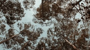 trees, crowns, treetops, sky, bottom view