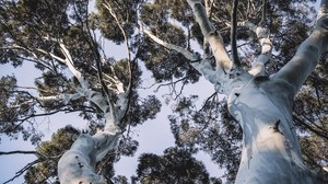 trees, crowns, branches, treetops, trunks