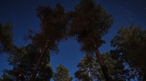 trees, forest, night, sky, stars