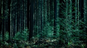 树木，森林，树干，绿色 - wallpapers, picture