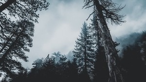 Bäume, Wald, Nebel, Gipfel