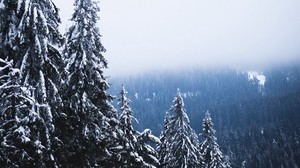 trees, forest, fog, pine trees, snow