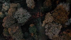 树木，森林，顶视图，秋天，黑暗
